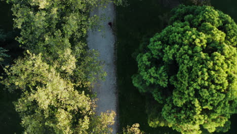 Female-Runner-on-Outdoor-Jogging-Path-in-Park,-Overhead-Topdown-Aerial-View
