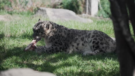 Jaguar-Tirado-En-La-Hierba-Bajo-La-Sombra-De-Un-árbol-Disfrutando-De-Masticar-Hueso-En-El-Zoológico-De-Granby,-Quebec,-Canadá