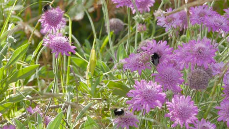 Two-bigs-bumblebees-on-some-purple-flowers