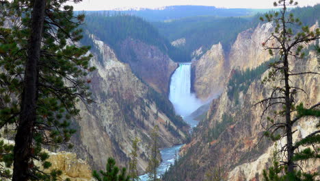 Long-shot-of-the-Lower-Falls-framed-by-trees,-in-the-Grand-Canyon-of-Yellowstone