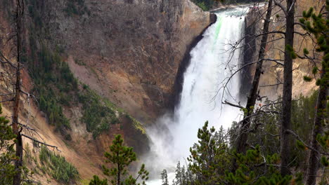 Long-shot-with-trees-in-foreground-of-Yellowstone's-Lower-Falls