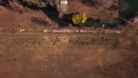 Aerial-view-of-a-group-of-people-walking-and-exercising-their-dogs-off-leash,-near-a-river