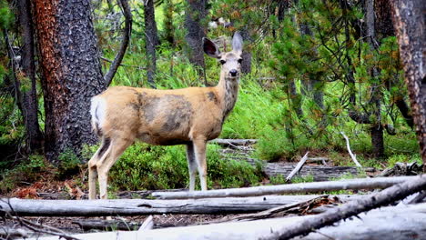 A-deer-shakes-her-hind-leg-and-stands-alert-in-a-forest-in-Yellowstone-National-Park