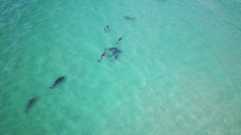 Grupo-De-Delfines-Nadando-En-Aguas-Poco-Profundas-Del-Océano