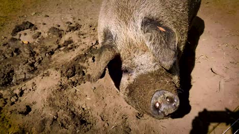 Large-pig-in-a-pen-comes-up-to-meet-me-very-dirty-with-big-ears-and-mouth