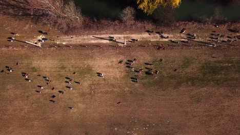 Aerial-view-of-a-group-of-people-walking-and-exercising-their-dogs-off-leash,-running-and-playing-together