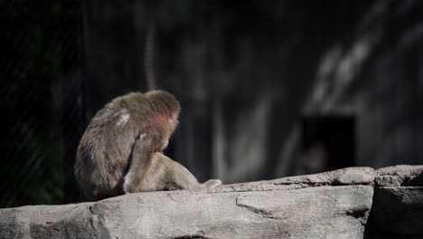 Cute-Newborn-Baby-Monkey-Cuddles-up-to-Mother-whilst-sitting-on-a-Rock-in-a-Zoo