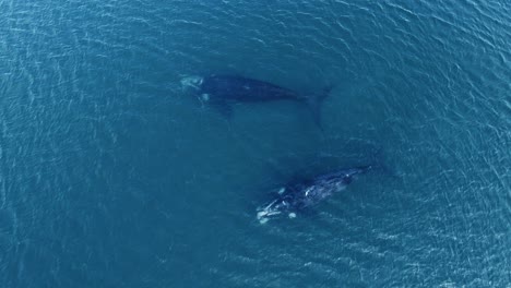 Two-whales-swimming-together-under-the-surface---Aerial-birdseye-view-slowmotion