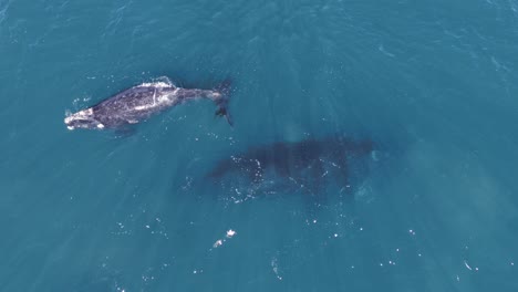Baby-whale-breathing-at-the-surface-while-his-mother-remains-underwater---Aerial-top-down-view-zoom-out
