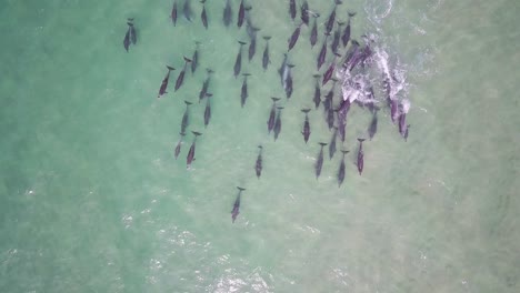 Top-down-view-of-a-huge-group-of-dolphins-swimming-in-the-shallow-waters-of-Pacific-Ocean-near-the-coast-of-Australia