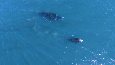 Baby-whale-come-up-to-the-surface-to-breathe-close-to-the-mother-on-shallow-waters---Aerial-shot-slowmo