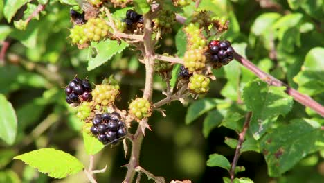 Wild-fruit,-blackberries,-hanging-on-a-bramble-bush-waiting-to-be-picked-and-eaten