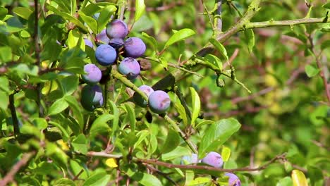 Sloes-hanging-on-a-bough-waiting-to-be-be-picked-and-used-for-flavouring-gin