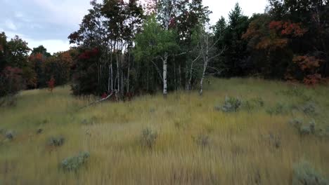 Mule-Deer-running-into-the-fall-colored-Forest-in-Utah