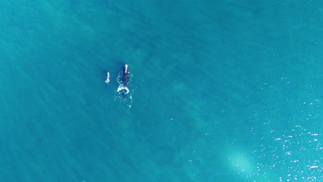 Two-Whales-swimming-together-on-the-immensity-of-the-ocean---Aerial-top-down-wide-shot