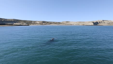 Whales-swimming-enfront-of-Puerto-Piramides-village-Peninsula-Valdes---Aerial-orbital-shot