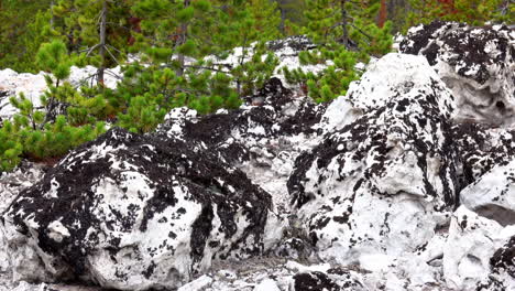 Pan-across-rock-formations-covered-with-dark-lichen-in-Yellowstone-National-Park