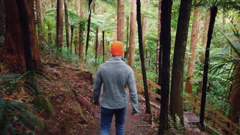Cámara-Lenta-De-Un-Excursionista-Masculino-Caminando-Por-El-Sendero-De-La-Montaña-A-Través-De-Los-árboles-Del-Bosque-En-Nueva-Zelanda---Vista-Trasera,-ángulo-Alto