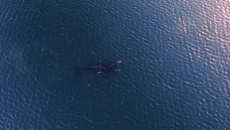 Calf-of-southern-right-whale-breathing-at-the-surface-at-sunset---Aerial-shot