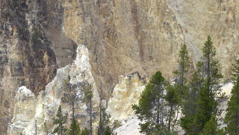 Trees-and-rock-formations-with-background-of-canyon-wall-at-the-Grand-Canyon-of-Yellowstone