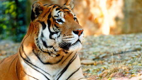 Nahaufnahme-Eines-Schönen-Asiatischen-Tigers,-Der-Sich-Ausruht