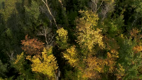 Abwärtsschuss-Eines-Waldes,-Während-Die-Herbstblätter-Ihre-Farben-ändern
