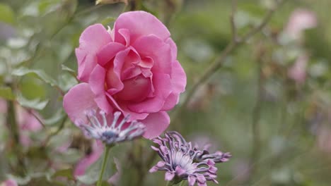Pink-Rose-and-other-purple-flowers