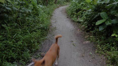 Slow-motion-shot-of-wild-dog-running-on-jungle-path-at-Asu-Island,-North-Sumatra,-Indonesia---camera-tilting-up-to-palm-trees