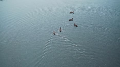 Cinco-Patos-Nadando-En-Las-Aguas-Cristalinas-Y-Poco-Profundas-Del-Río-Kamogawa-En-Kyoto,-Japón