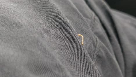 Close-up-of-tiny-caterpillar-crawling-across-gray-denim-jeans