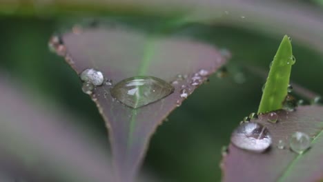 Macro-Shot-Of-Rain-Drops-On-The-Surface-Of-Beautiful-Purple-Leaves-In-The-Garden-In-Kyoto,-Japan