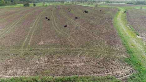 Aerial-view-of-bison-in-a-field