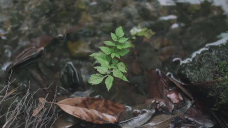 Klare-Wasserströme-Mit-Trockenen-Blättern,-Die-Bei-Tageslicht-Auf-Einer-Kleinen-Pflanze-In-Kyoto-Japan-Fließen