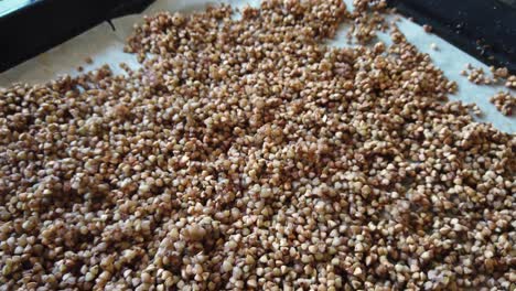 Rotating-baking-tray-of-brown-roasted-buckwheat,-healthy-food-source