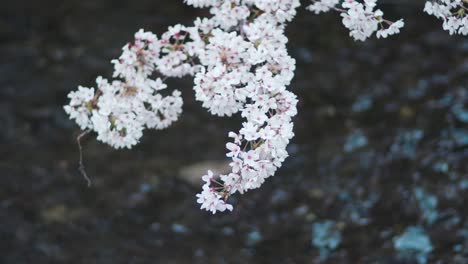 Detalles-De-Cerca-De-Las-Hermosas-Flores-De-Cerezo-Blancas-De-Sakura-En-Kyoto,-Japón,-Con-El-Río-Que-Fluye-En-El-Fondo---Enfoque-Selectivo