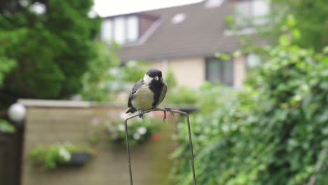Great-tit-bird-landing-on-rod-and-flying-away-