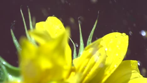 Regen-Auf-Sonnenblumen-Im-Hochsommer