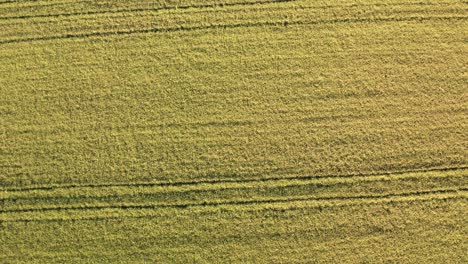 Birds-eye-view-of-rice-fields-North-of-Italy,Lombardy