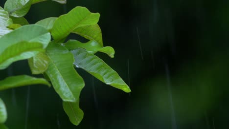 water-drop-from-leaf-midicinal-green-blur-background