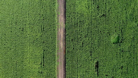 Left-to-right-aerial-shot-over-a-corn-field-with-dirt-road-in-the-middle