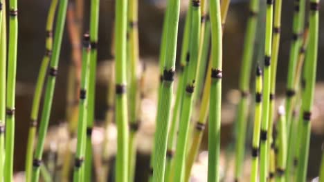 Macro-view-of-southern-a-giant-horsetail,-Equisetum-giganteum-in-South-America