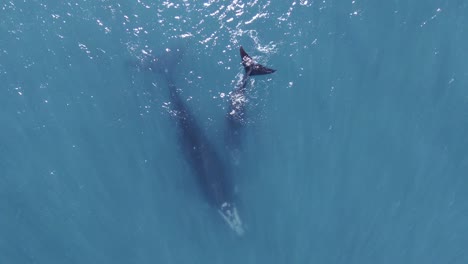 Beautiful-Whales-showing-the-tail-at-the-turquoise-surface-of-the-patagonian-sea---Aerial-birdseye-spinning-shot