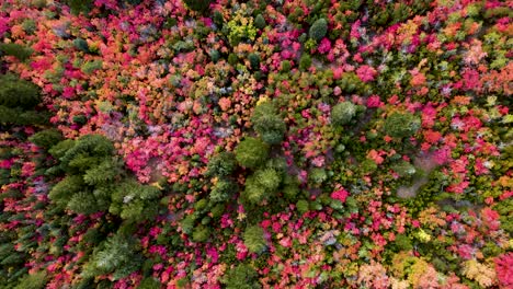 Beauty-in-Nature---Colorful-Fall-Leaves-Changing-Color-in-Autumn-Season,-Aerial-Drone-Overhead-View