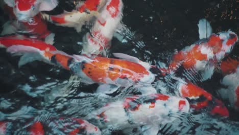 Beautiful-Koi-Fish-Swimming-Near-The-Surface-Of-Clear-Water-Pond-In-Kyoto,-Japan---Closeup-Shot