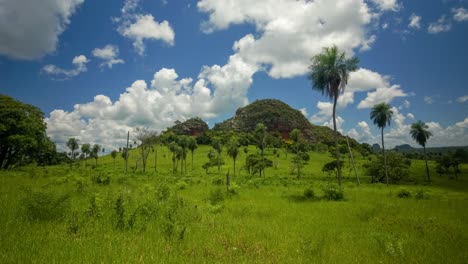 Fluffy-Clouds-Blow-Over-Palm-Trees-Gently-Blowing-in-front-of-Green-Grassy-Hill,-Timelapse