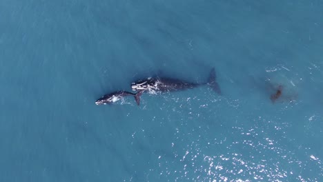 Whales-migrating-to-feeding-grounds-after-giving-birth-in-Peninsula-Valdes,-Patagonia---Aerial-birdseye-top-view