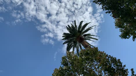 Palmen-An-Einem-Sonnigen-Blauen-Tag