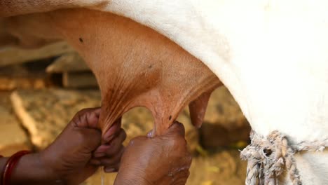 close-up-of-a-womans-hand-milking-cow