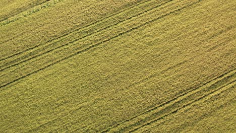 Birds-eye-view-of-rice-fields-North-of-Italy,Lombardy