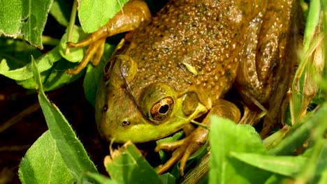Extreme-closeup-of-Green-Frog-in-grass